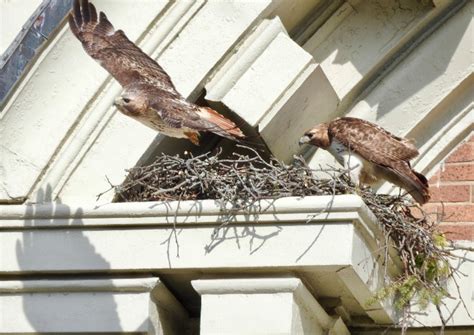 Red Tail Hawk Nest