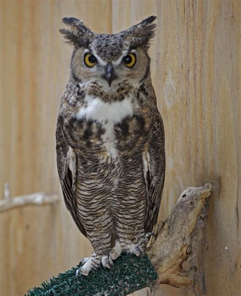 Pictures and information on Great Horned Owl