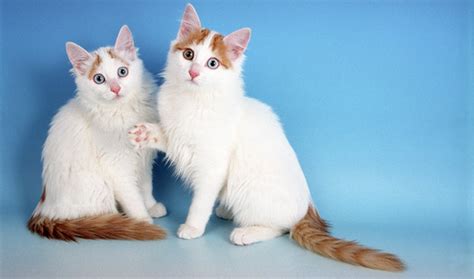 Turkish Van Cat Breed Information - Vetstreet | Vetstreet