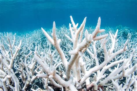 Understanding Coral Bleaching: Threats to the Great Barrier Reef - Great Barrier Reef Foundation