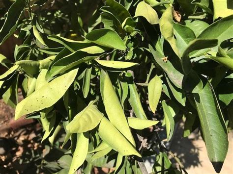 Orange tree leaves curling in the All Things Gardening forum - Garden.org