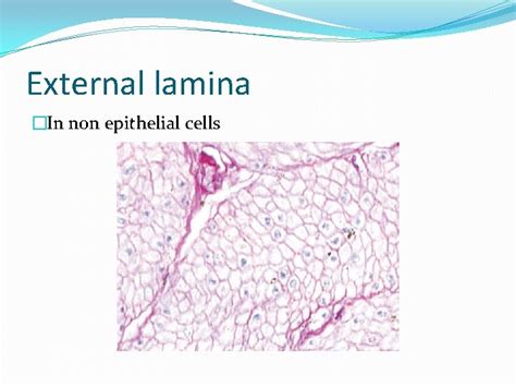 Basal Lamina Basement Membrane Dr Mah Jabeen Muneera