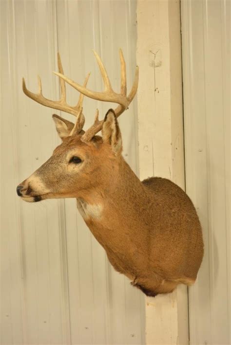 Sold Price: 10-Point Whitetail Deer Shoulder Mount - Invalid date CST