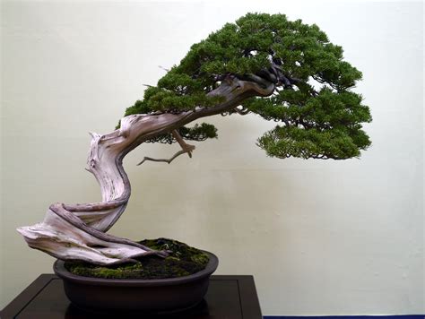 Bonsai Japan :: Chinese juniper