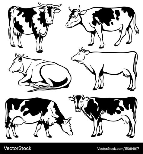 What Type Of Cow Is Black And White - All About Cow Photos