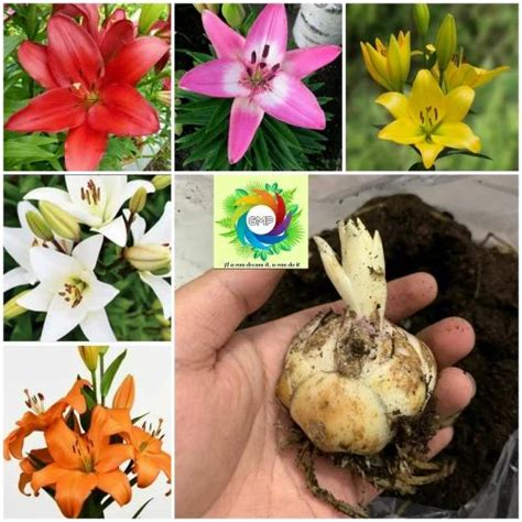 Asiatic Lily Bulbs at Rs 50/piece | Asiatic Lily Bulbs in New Delhi | ID: 26528578548