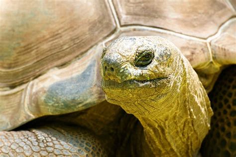 Aldabra Giant Tortoise stock photo. Image of skin, aldabrachelys - 165263426