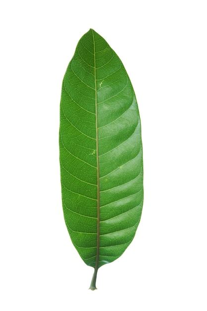 Premium Photo | A green leaf of a mango tree