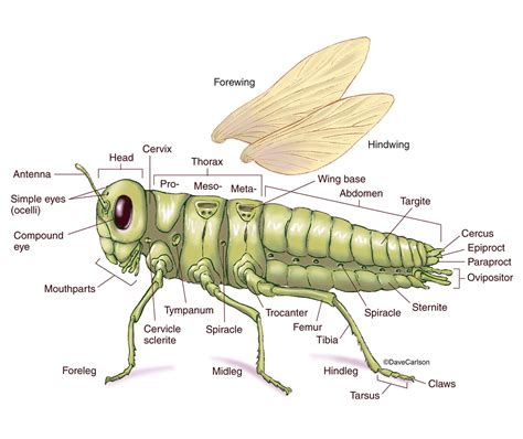 Generalized Insect - External Anatomy | Carlson Stock Art