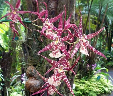 Spider Orchid in Hawaii - Hawaii Pictures