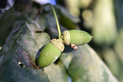 Green Nuts Acorns of Oak on a Tree. Beautiful Oak Seeds Stock Image - Image of color, closeup ...