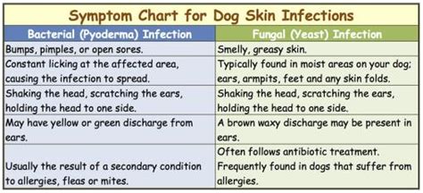 Dog Skin Infection. How To Recognize and Treat The Symptoms.