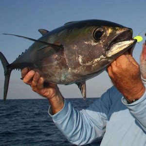 Blackfin-Tuna | Tackle Crafters