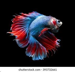 Betta Fish Siamese Fighting Fish Betta Stock Photo 393732661 | Shutterstock