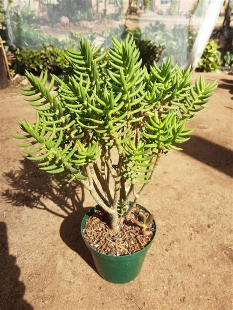 Miniature Pine Tree - Crassula tetragona - Succulent Shop Nursery South ...