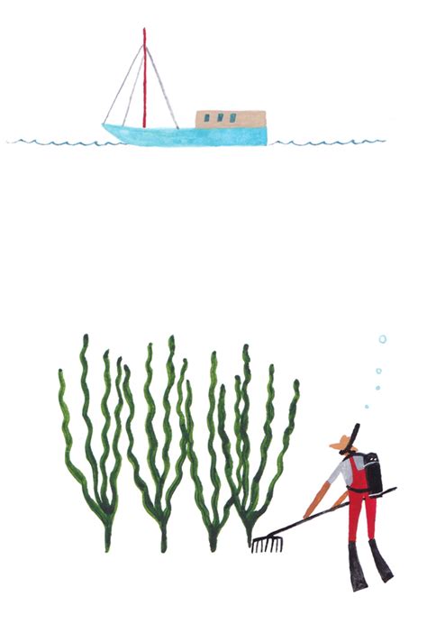 An Illustrated Guide to Seaweed Farming — Matters Journal