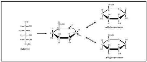 Glucose Ring Structure Formation