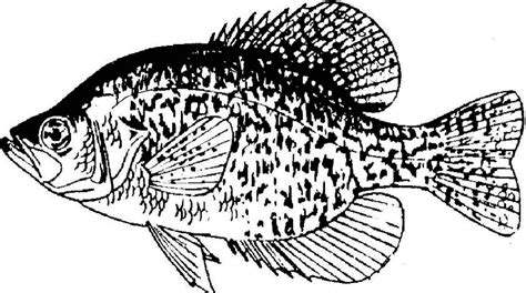 Coloring Pike Northern Crappie Fish Template Drawings Sketch Designlooter Sketch Coloring Page ...