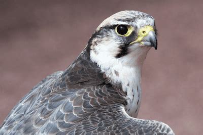 Lanner Falcon (Key Facts To Know)