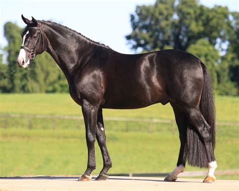 Hanoverian Horse Info, Origin, History, Pictures