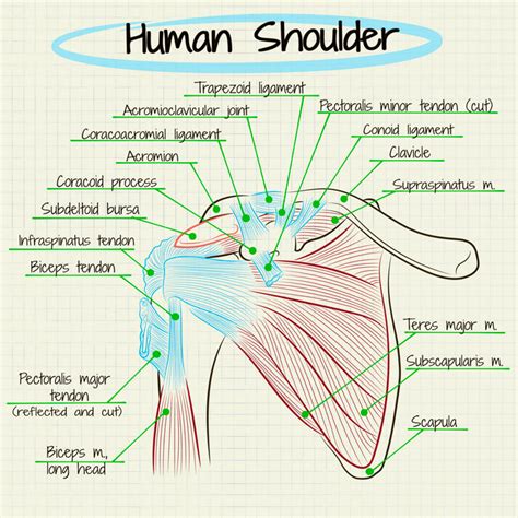 A Practical Guide to Shoulder Pain: Learn How to Self-Diagnose and Treat Issues | TrainedTo ...