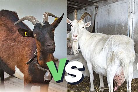 Alpine Goats Vs. Saanen Goats (Key Differences)