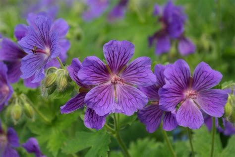 Perennials For Shade That Bloom All Summer | The Garden Glove