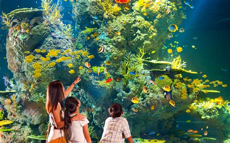 Book S.E.A Aquarium Singapore Tickets [Updated 2021] Headout