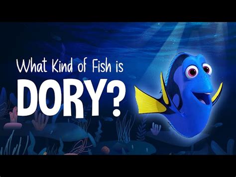 What Kind of Fish is Dory? - Facts.net