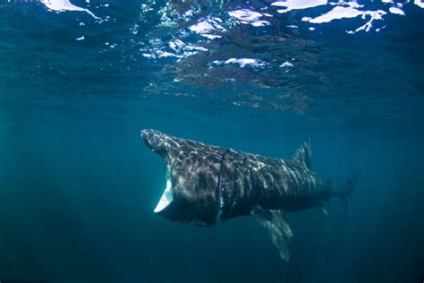 Basking Shark Facts: Habitat, Diet, Conservation & More