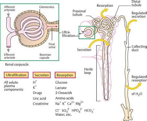 Physiology of Urine Formation - The Science Notes