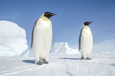 Emperor Penguins Habitat