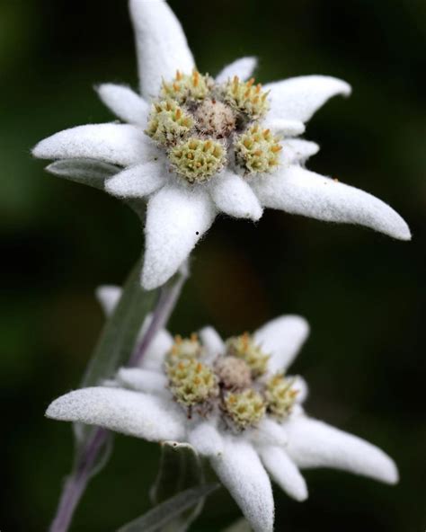 Edelweiss meaning - what is the history behind the flower of Alps?