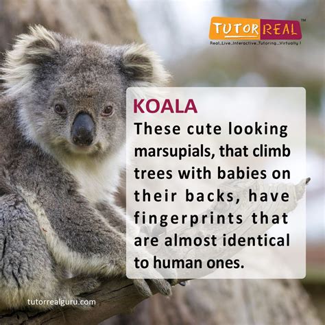 Koala Facts 10 Interesting Facts About Koalas Interesting, 55% OFF