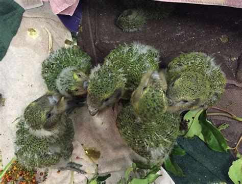 scriptorsapiens: “typhlonectes: “Record breaking year of Kākāpō breeding for the New Zealand ...