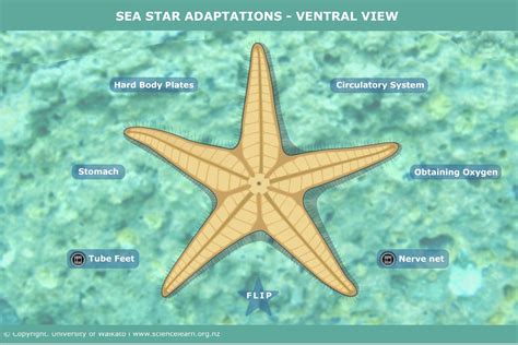 Sea star adaptations – ventral view — Science Learning Hub