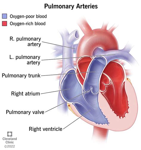 Pulmonary Valve