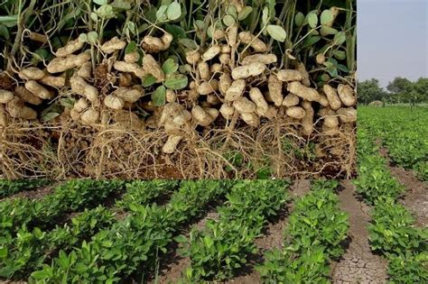 Groundnut Farming Guide for Beginners | Agri Farming