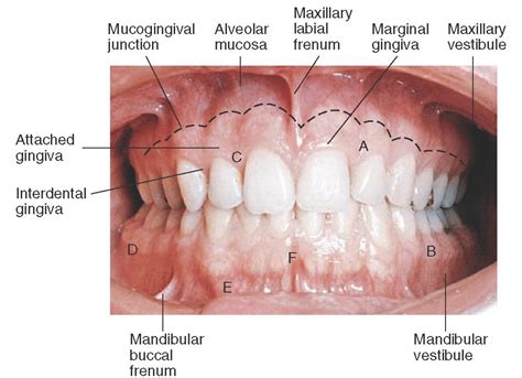 Orofacial Complex: Form and Function (Dental Anatomy, Physiology and Occlusion) Part 1