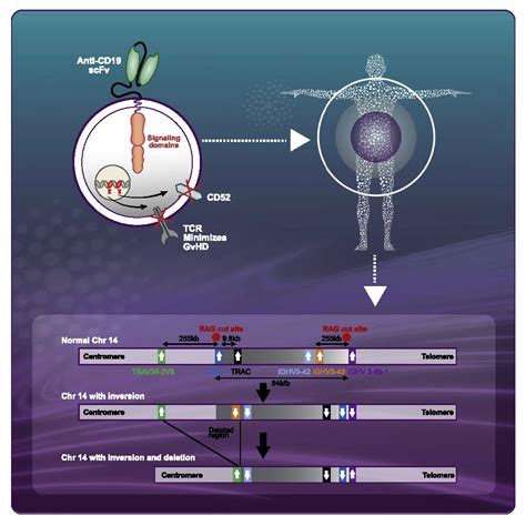 Detection of chromosomal alteration after infusion of gene-edited allogeneic CAR T cells ...