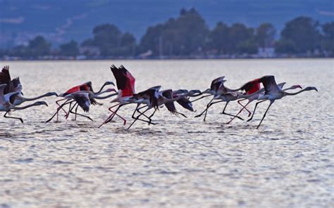 Flamingo migration gathering pace | eKathimerini.com