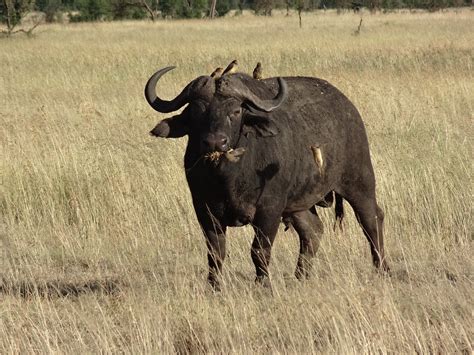 Free photo: Buffalo, Savannah, Animals - Free Image on Pixabay - 342017