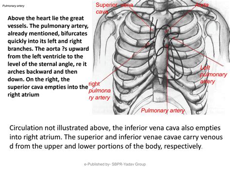 SOLUTION: Heart heart vessels apex beat and percussion and auscultation ...