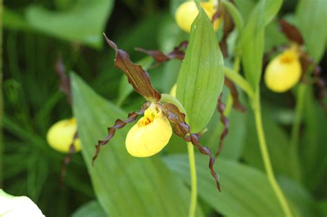 Yellow Lady's Slipper Orchid by LadyLyonnesse on deviantART