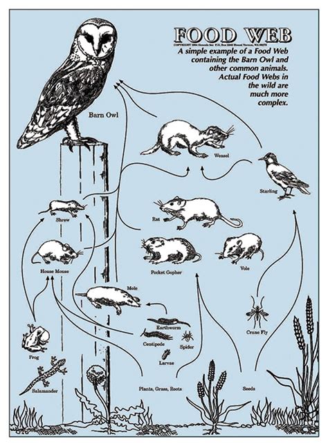 Barn Owl Food Chain Coloring Page Food Web Owl Food Food Chain | Porn ...