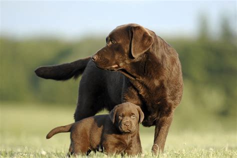 Chocolate Lab Names: 300+ Names For Your Chocolate Coated Furry Friend - Perfect Dog Breeds