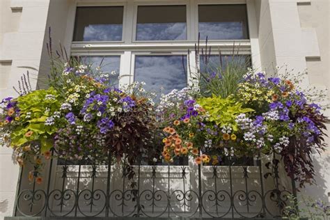 Planter of Summer Flowering Plants Stock Image - Image of garden, summer: 258737801