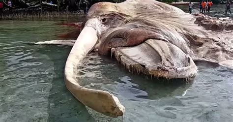 Indonesia "sea monster" is finally identified - CBS News