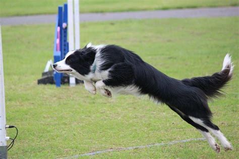 border collie agility - DB Dog Training