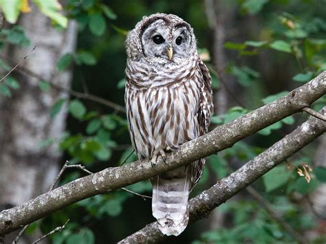 Barred Owl – Facts, Size, Sounds, Habitat, Pictures